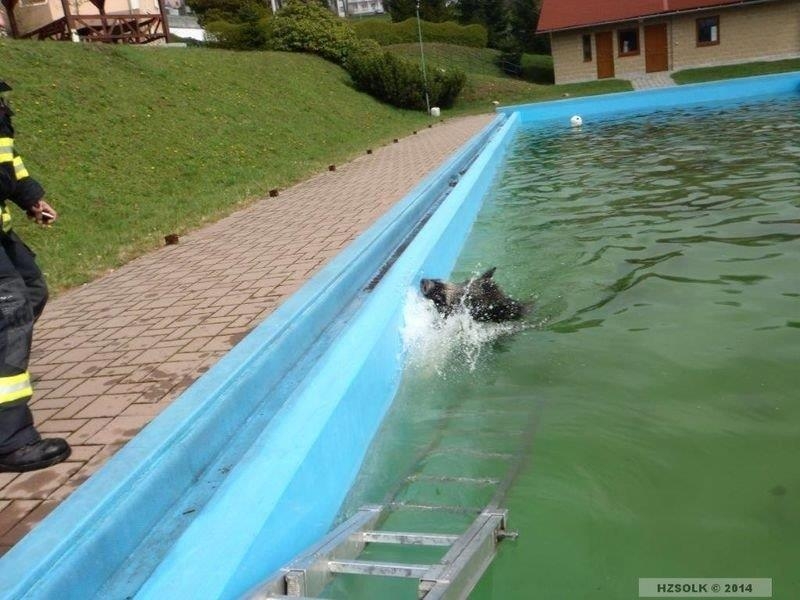 záchrana divokého kance zdroj foto:HZS Ok