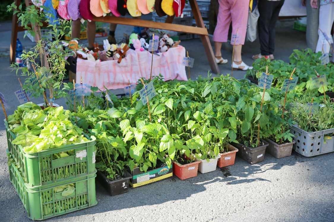 Šumperk - farmářské trhy červen 2015 foto: sumpersko.net