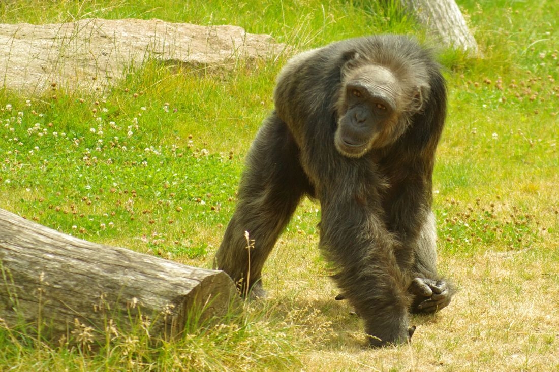 pozvánka do zoo foto: F. Porteš