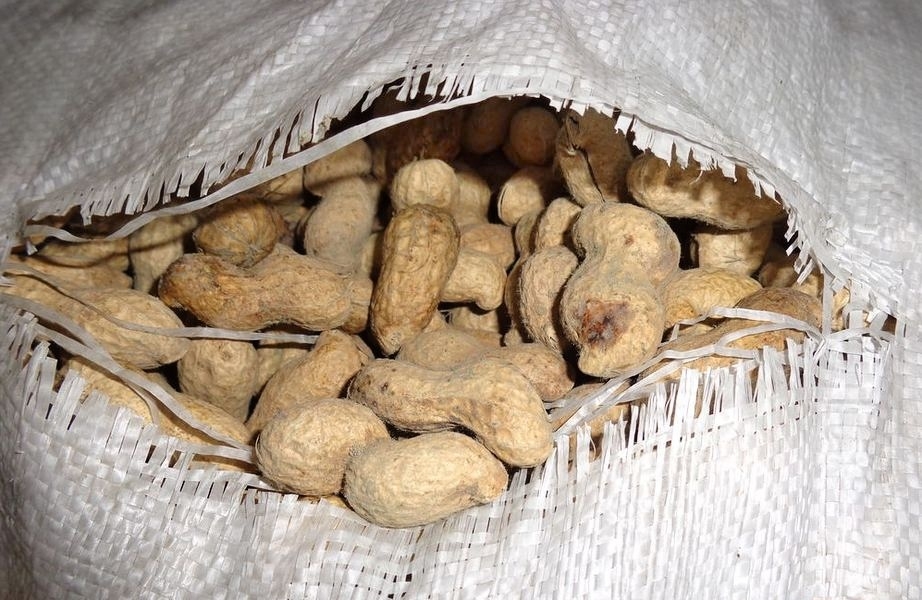 Plesnivějící arašídy s aflatoxiny z Číny zdroj foto: SZPI