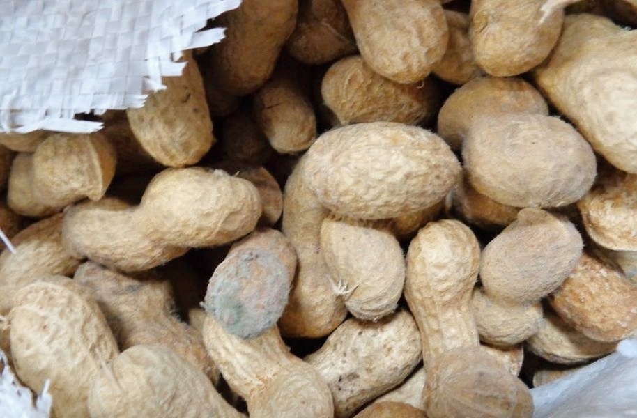 Plesnivějící arašídy s aflatoxiny z Číny zdroj foto: SZPI