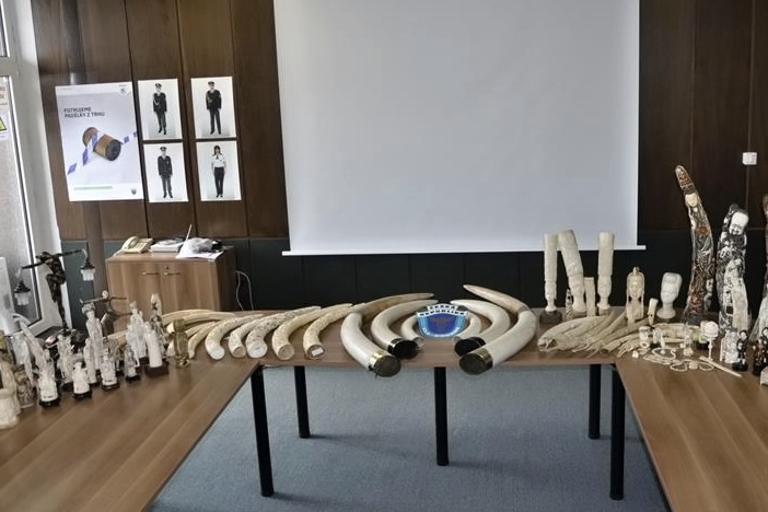 Tygří oko a ebur celníci a inspektoři odhalili obchodníky se slonovinou a produkty z tygrů zdroj foto: M.Kaňková