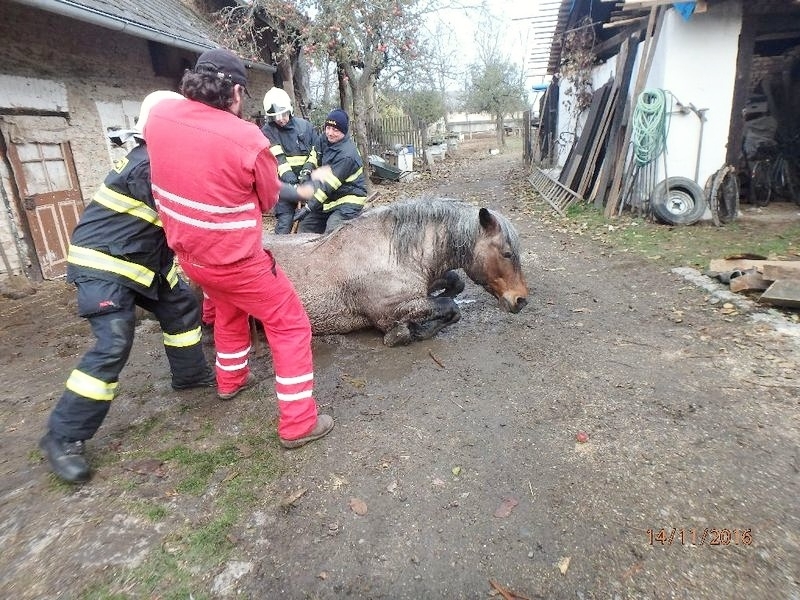Chudobín - záchrana koně zdroj foto: HZS Olk.