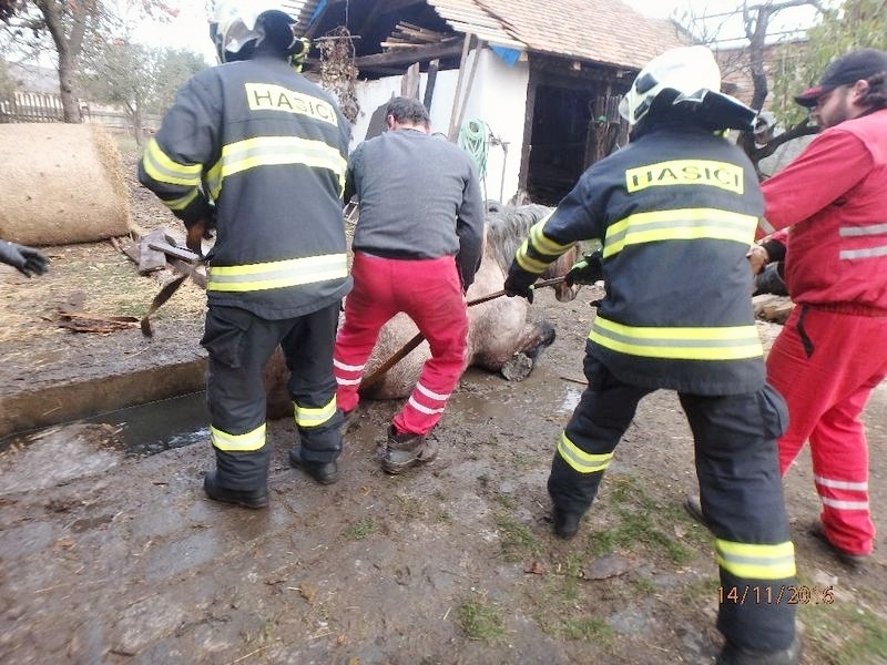 Chudobín - záchrana koně zdroj foto: HZS Olk.