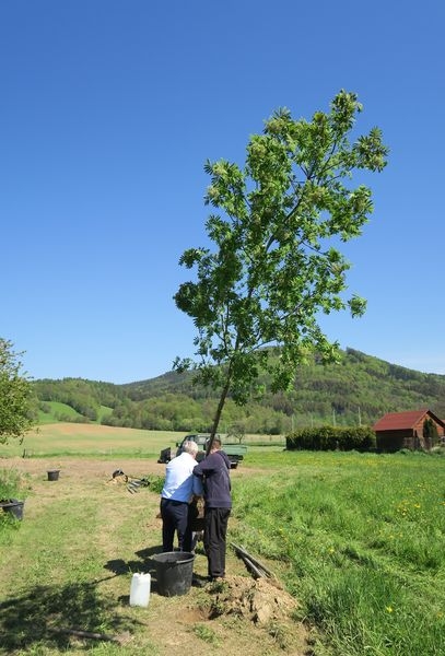 V Rapotíně obnovili historickou alej zdroj foto: M. Pásková