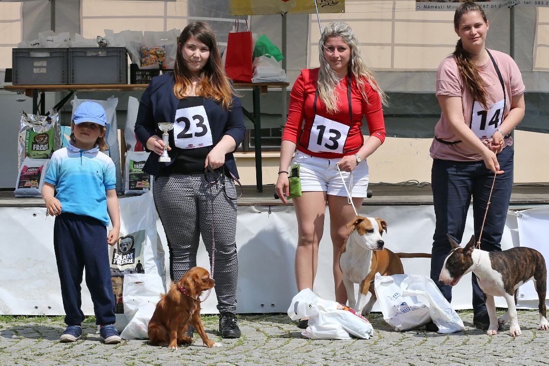 Šumperský hafan 2017 - vítěz psí sympatie s číslem 14 při soutěži foto: šumpersko.net