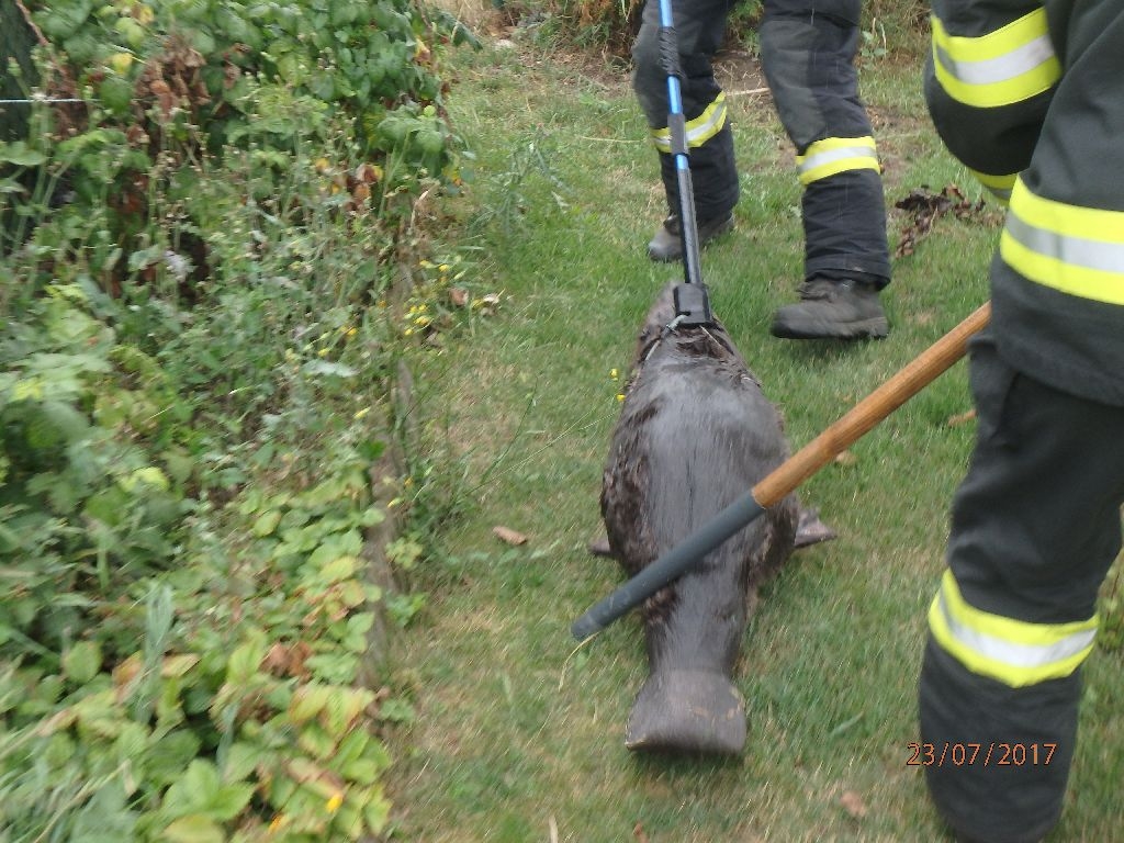 Pňovice - netradiční zásah hasičů zdroj foto: HZS Olk