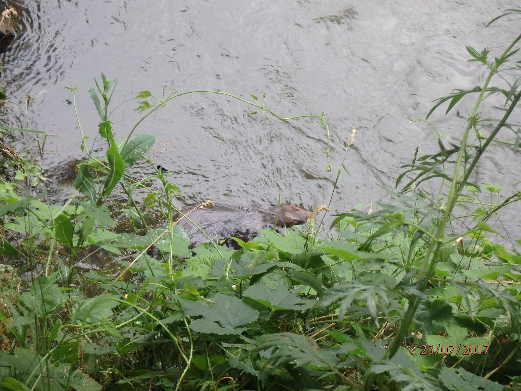 Pňovice - netradiční zásah hasičů zdroj foto: HZS Olk