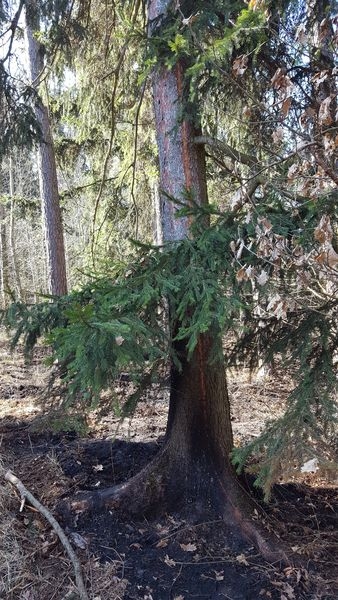 strom zasažený bleskem ve Vysočanech zdroj foto: Lesy ČR