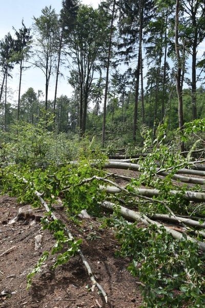 Okolí Šternberka 11. srpna 2017 zdroj foto: Lesy ČR