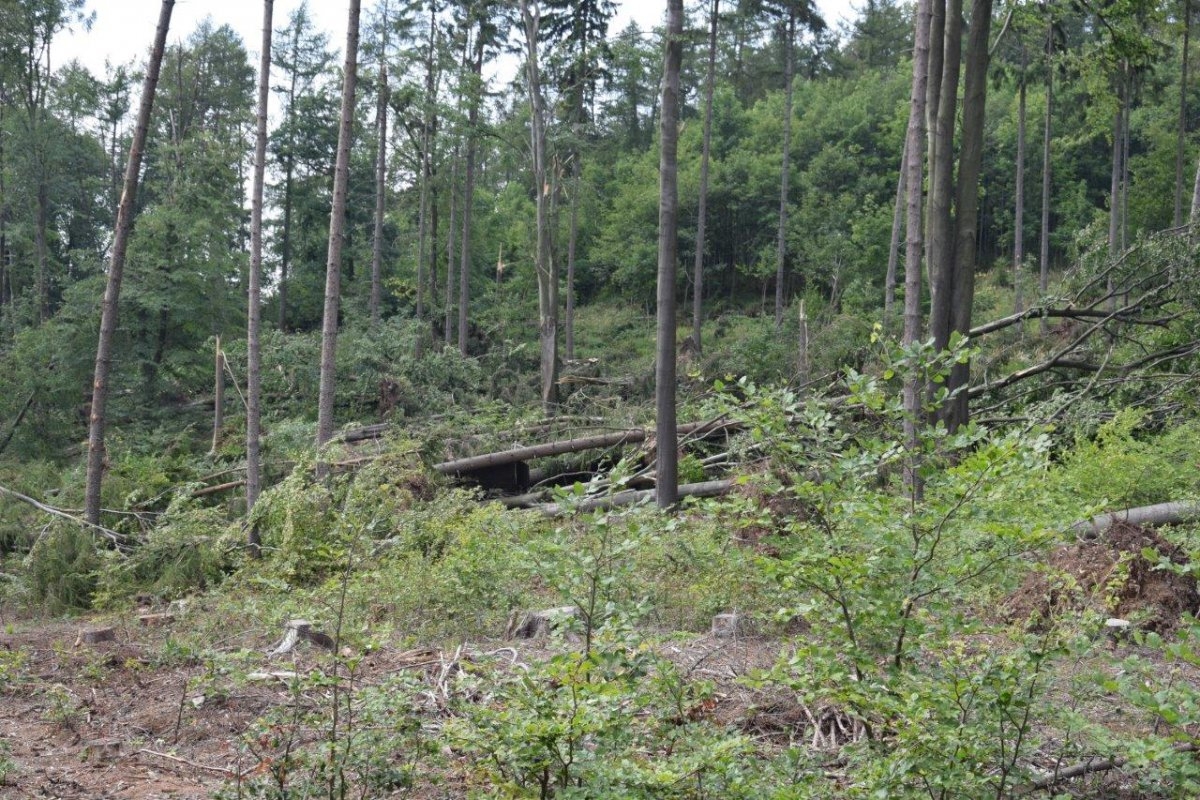 Hejtmanství vydalo zákaz vstupu do některých částí lesů v kraji zdroj foto: Olk