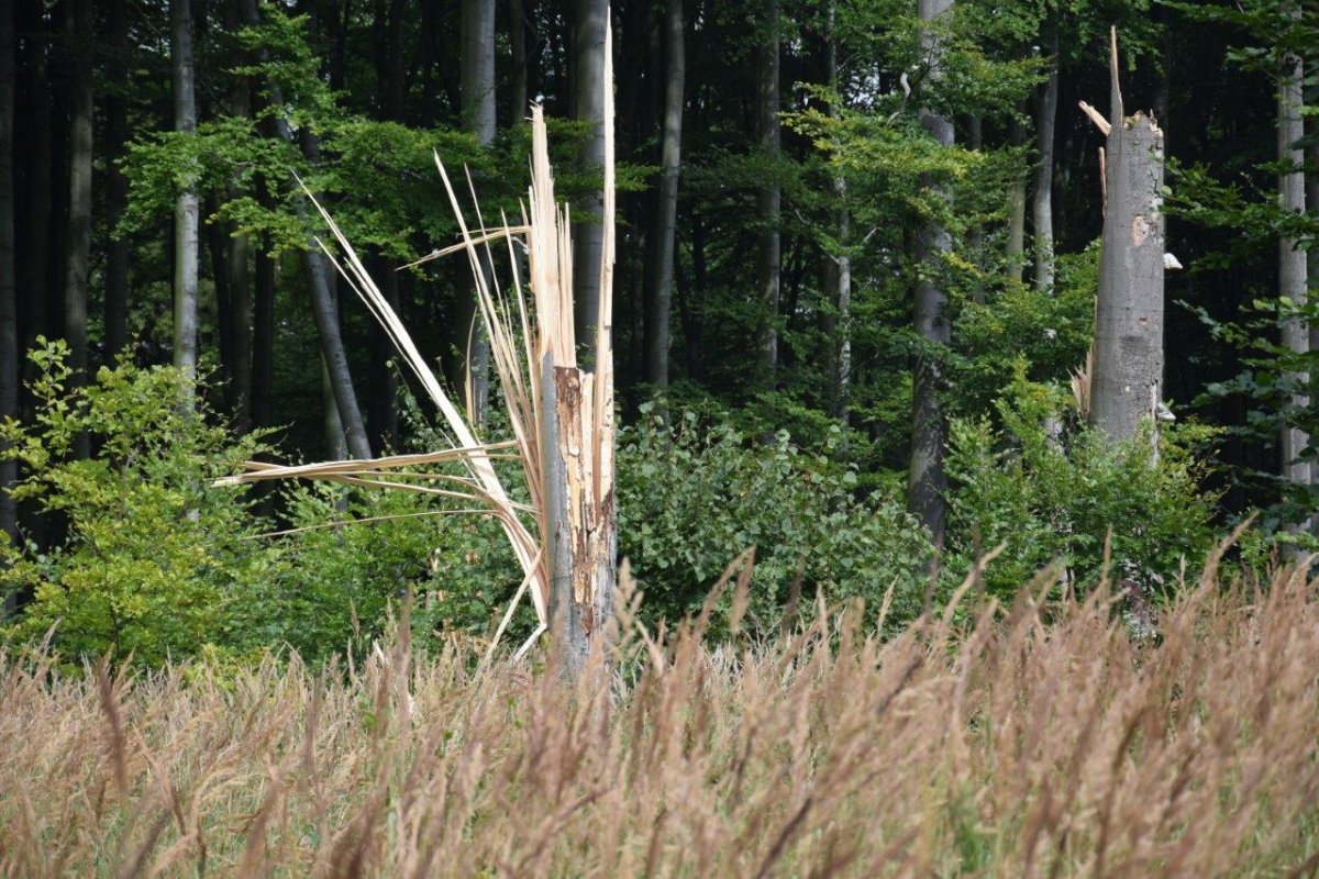 Hejtmanství vydalo zákaz vstupu do některých částí lesů v kraji zdroj foto: Olk