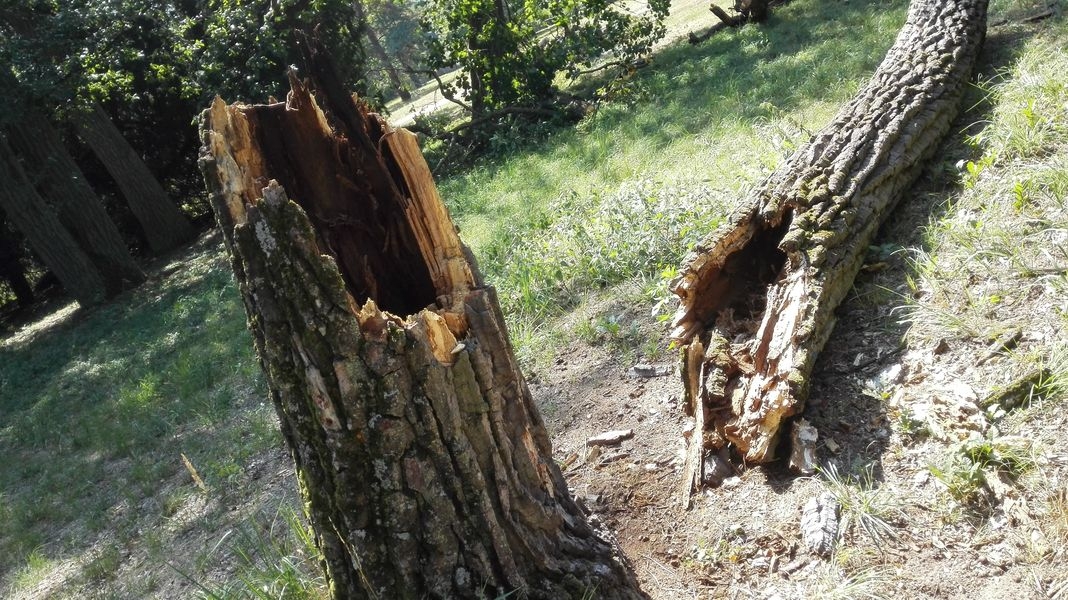 Přestárlé duby u Rendez-vous zdroj foto: Lesy ČR