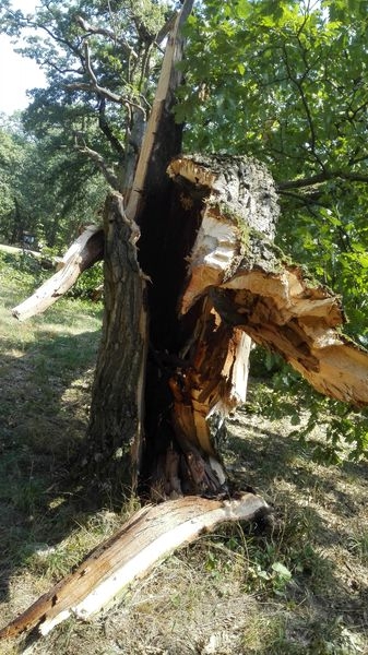 Přestárlé duby u Rendez-vous zdroj foto: Lesy ČR