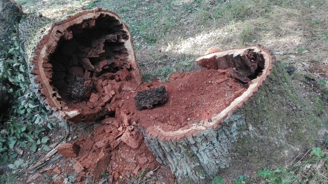 Přestárlé duby u Rendez-vous zdroj foto: Lesy ČR