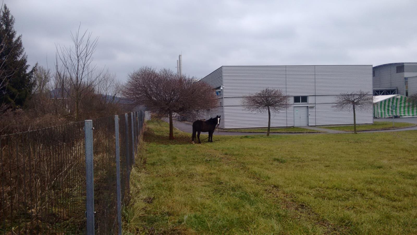 Šumperk - odchyt koně zdroj foto: HZS Olk