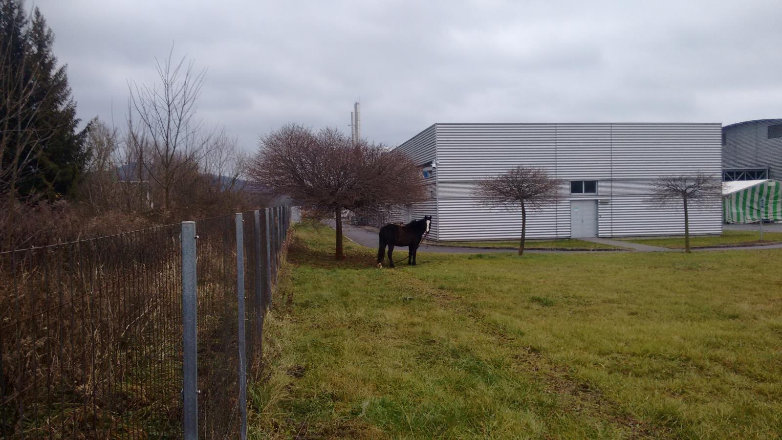 Šumperk - odchyt koně zdroj foto: HZS Olk