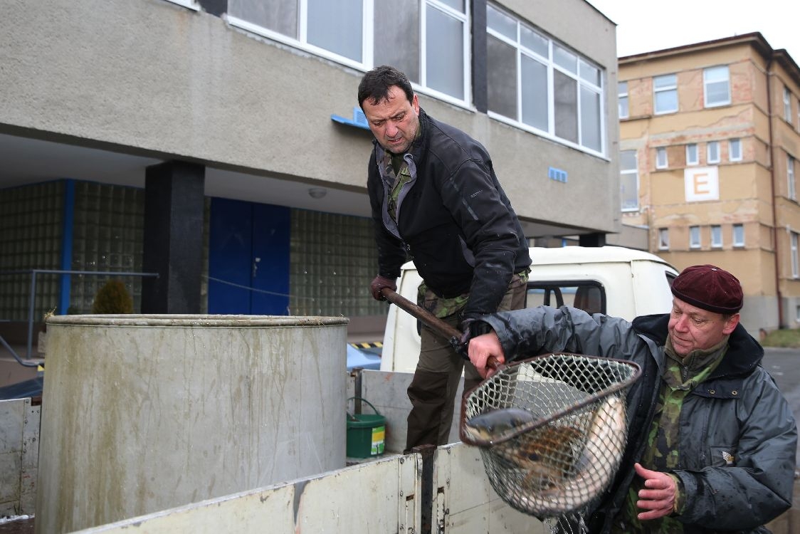 V Nemocnici Šumperk se ve středu rozdávali kapři foto: šumpersko.net - M. Jeřábek