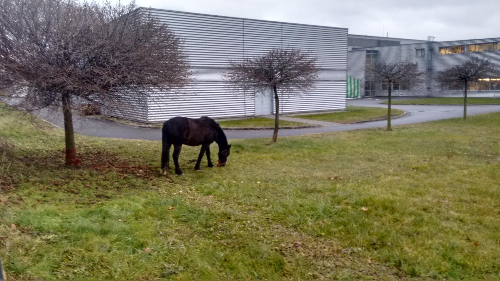 kůň v Šumperku tdroj foto: HZS Olk