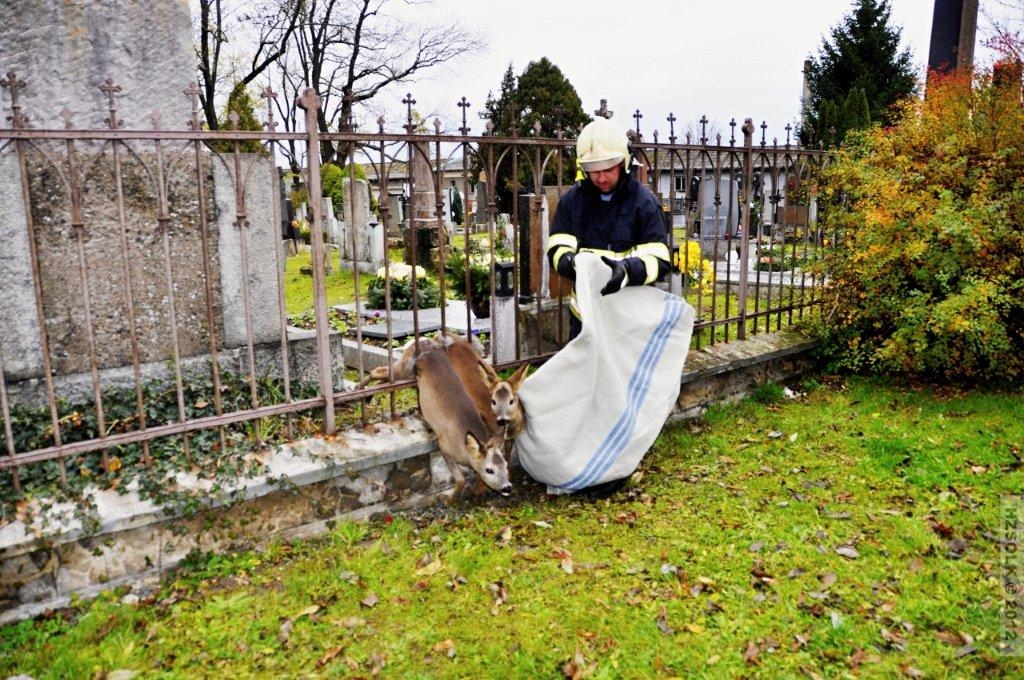 záchrana srnek v Olomouci