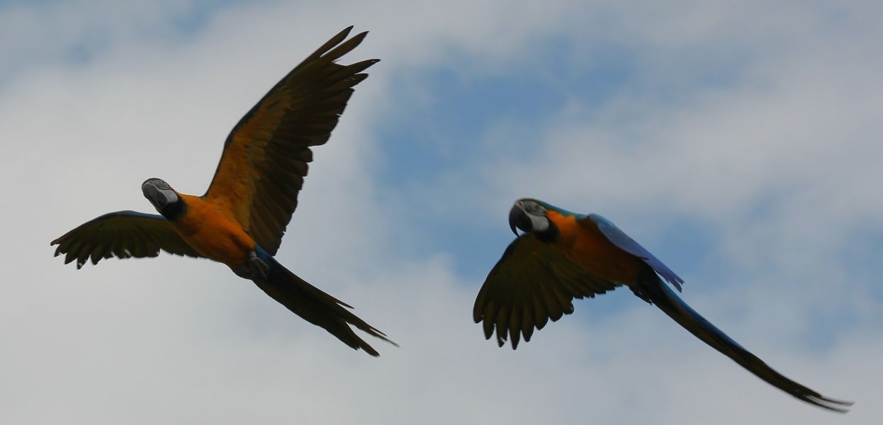 papoušci přílétají nad hřiště v Šumperku