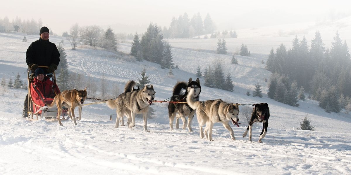 Čtyřspřeží severských psů husky zdroj foto:B.Vlčková