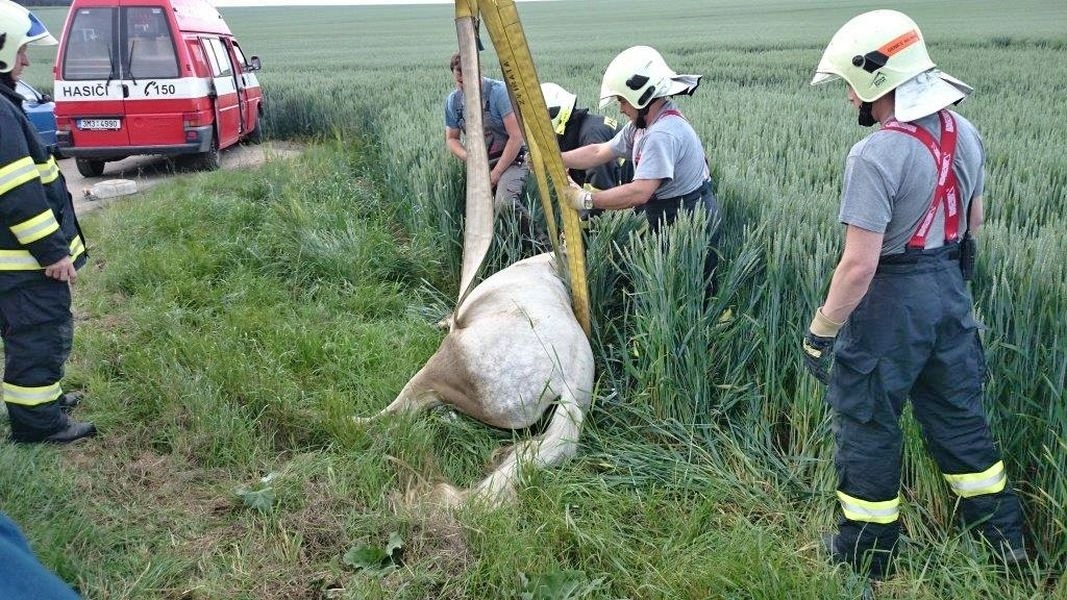 vyprošťování koně mezi Seničkou a Odrlicemi