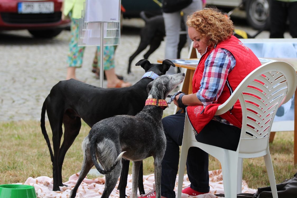 představení občanského sdružení Galgos de la Estrella