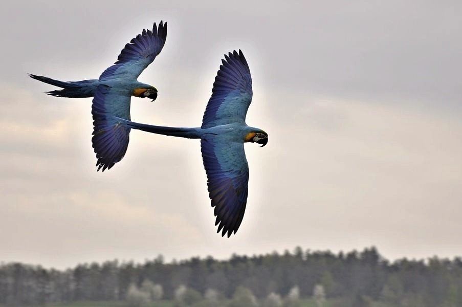 papouščí den na Krásném zdroj foto:V.Krejčí