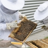 Hejtmanství podpoří téměř osm desítek včelařů