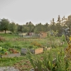 Zahrada se záhony se v areálu FN Olomouc ujala