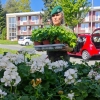 Muškáty z Flory našly nový domov na balkonech nemocnice